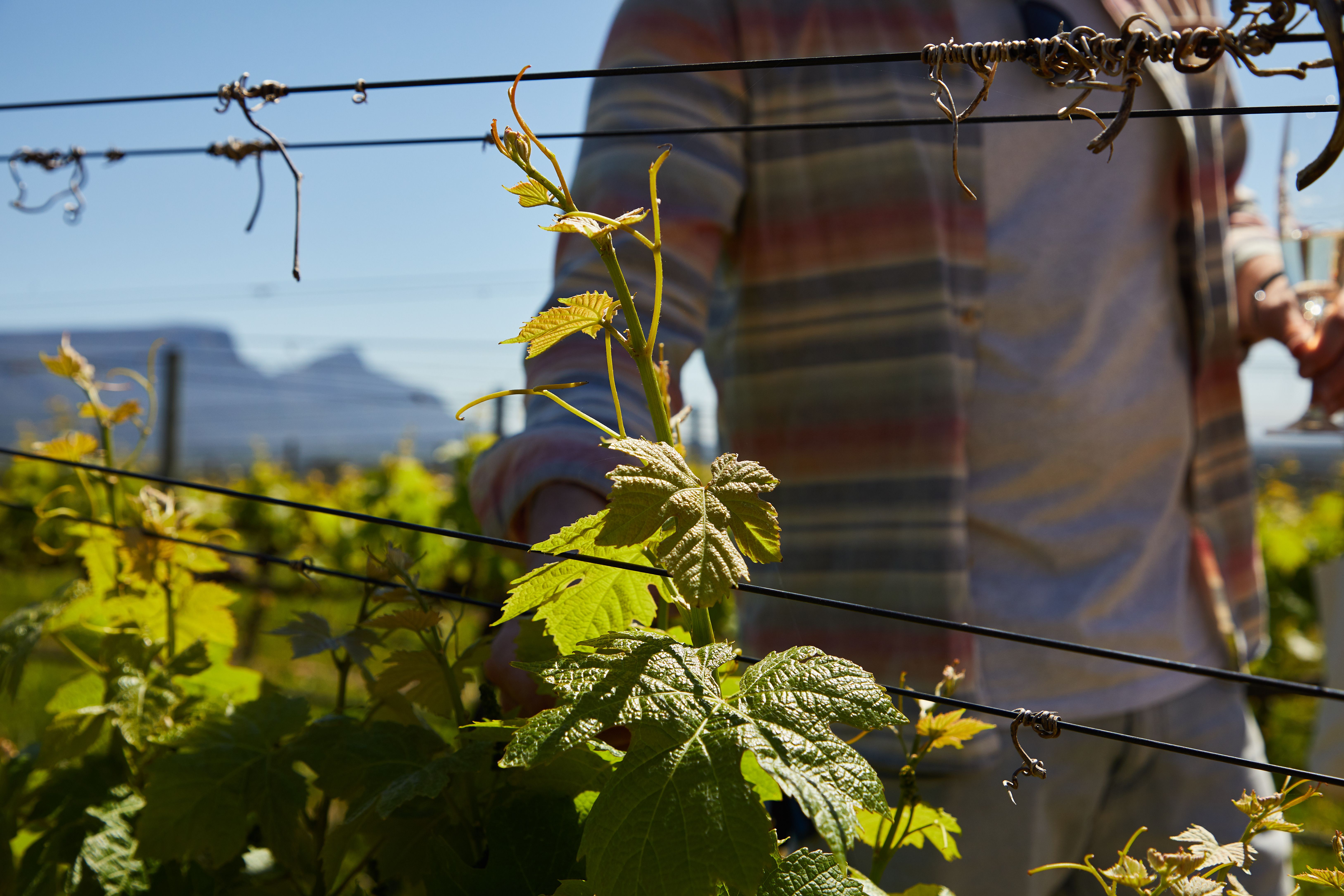 Comment un domaine viticole peut faire visiter son domaine sans trop mobiliser son équipe ?